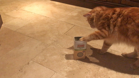 Clever Jack the Cat has Kong Catnip Party