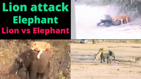 Lion Attack Elephant Cub & Mother Elephant Got Angry 💢😡@Animal Planet