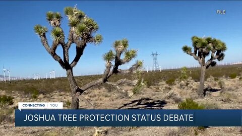 Joshua tree protection status debate