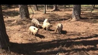 Pigaerobics - The Forest Bacon VLOG - The Mac's