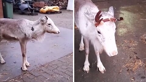 Baby reindeer gets new 'antlers', immediately challenges brother