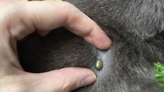 Fat Tick removed from Fat Cat