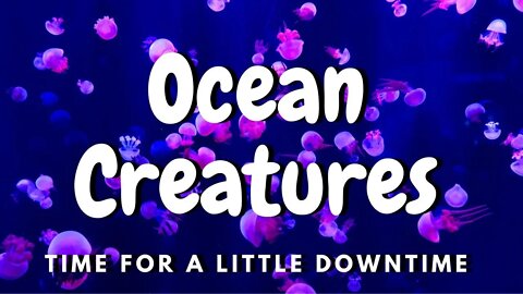 Beautiful Ocean Creatures | Zoomalata Downtime
