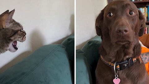 Chocolate lab giving the side eye to hissing cat