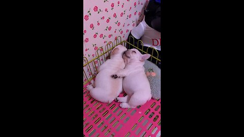 Cute puppy sleeping 🥰