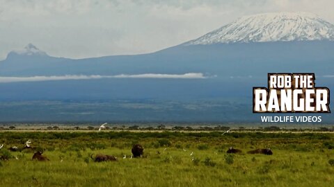 Amboseli Buffalo Herd With Mount Kilimanjaro | Zebra Plains Safari
