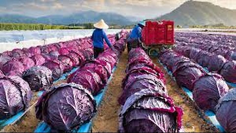 PICKLE Making Process from Cabbage in Factory - Cabbage, Olive, Bell Pepper Harvest & Process Pickle