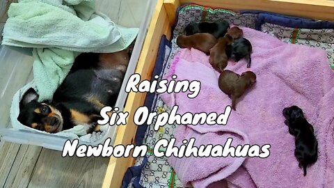 Raising Six Orphaned Newborn Puppies | Goodbye Zoom!