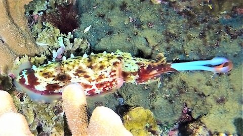 Bizarre & fascinating squid devours fish with lightning speed