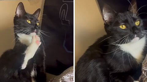 Cat has priceless reaction after spotting a bird