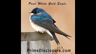 Beautiful Little Tree Swallow ~ Nature and Wildlife ~ Bird (Sandy Ridge, Ohio)