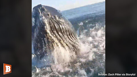 THAR SHE BLOWS!! — NJ Fishermen Get Whale of a Surprise