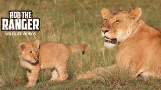 Lioness And Cute Cubs | Maasai Mara Safari | Zebra Plains