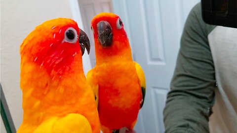 Playful Sun Conure Tapping Beak on Mirror | Funny and Cute