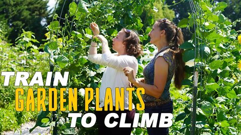 How to Train Garden Plants to Climb a Trellis [Bonus: Watch to the end - Emmaline Get's Stung!]