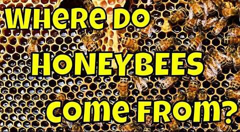 Beekeeping for Beginners #beekeeping #honeybee #bees