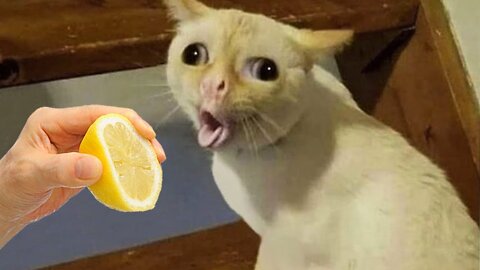 Let's give the cat lemon juice