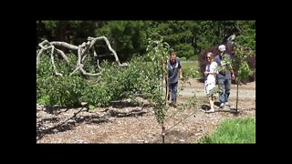 Back To Eden Garden Tour June 2021 - How To Pick Asparagus - L2Survive with Thatnub