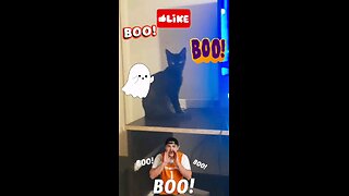 Boo!!! #Kitten #Comedy #Cats #DailyClips