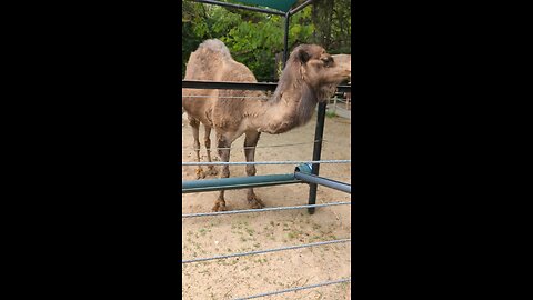 BradKuz76 Camel at Lincoln Children's Zoo