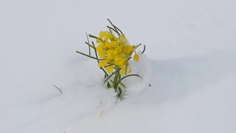 Peak Wildflower Bloom