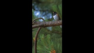 bird singing