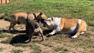 Bella The English Bulldog Is Seeking Treats...