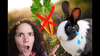 What TO feed & what NOT to feed your rabbits║ How to Raise MEAT RABBITS (Part 3/8)