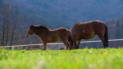 Foal and the mare side view on pasture