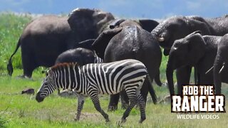 Zebras Join Amboseli Elephants At the Swamp | Zebra Plains Safari