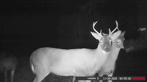 Habitat management at it's best! Deer Cameras and Nice Bucks!
