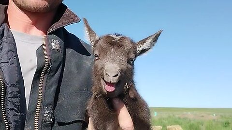 Furry Blessings for Shavuot!