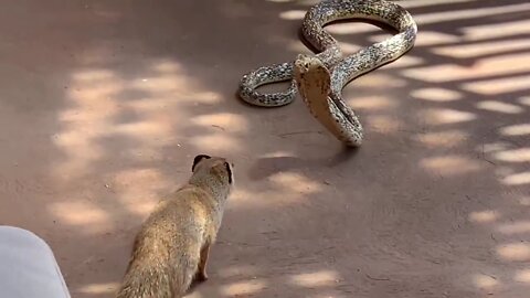 Yellow Mongoose vs Cape Cobra