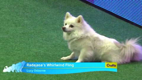 Canadian Agility - dog sets record for shortest run during final championship