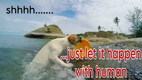 Dog Trying To rescue plat Is Getting Hilariously Memed | Dog short video |watch end