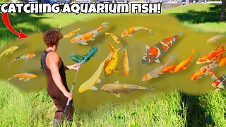 I Found A POND Filled With AQUARIUM FISH!