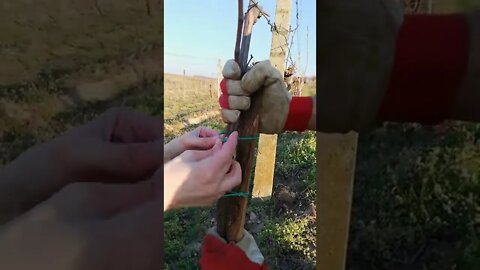 🍇Straightening Young Grapevines