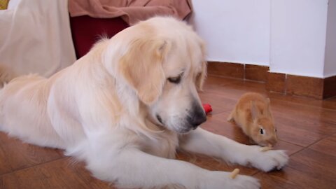 Rabbit Sam Steals Food From Dog Bailey & They Play Together