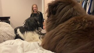 Child hilariously appalled by her two dogs smooching