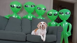 Dog Unimpressed by Alien Invasion: Funny Dog Maymo