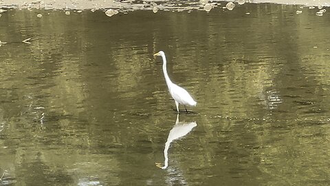 Great White Egret fishing Humber River Toronto