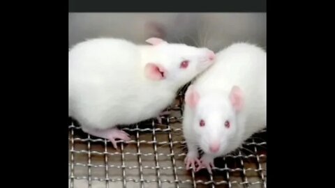 Ratos ficam com danos neurológicos depois de tomarem refrigerantes a base de cola