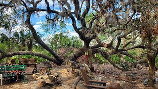 Hurricane Ian Oak Tree Stand Back Up