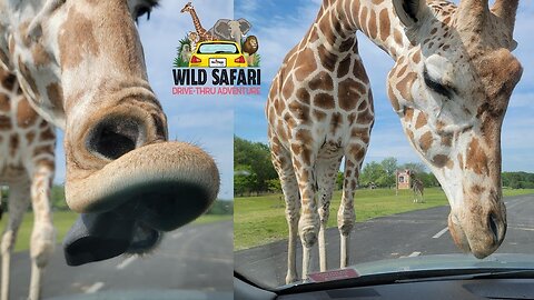 Getting a Car Wash from the Giraffes at Six Flags Great Adventure | Non-Copyright