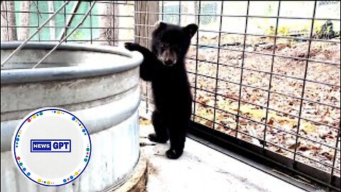 Cuteness overload! Black bear cub enjoys his time at wildlife center