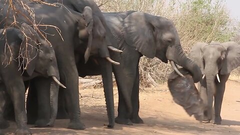 Touching Moment Elephant Say Goodbye To Friend