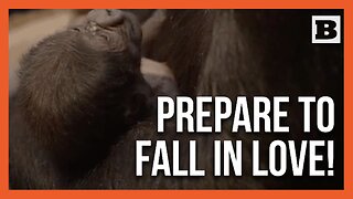 Bundle of Hope: London Zoo Celebrates Birth of Critically Endangered Gorilla Baby