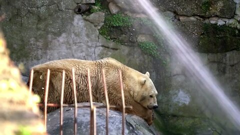 Ice bear lying on cliffs in the zoo5
