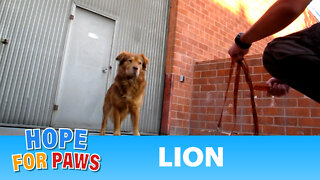 Lion Rescue! (Please share this video and help us find this lion a home).