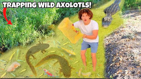 Trapping Wild AXOLOTLS In ALLIGATOR INFESTED Water For My AQUARIUM!